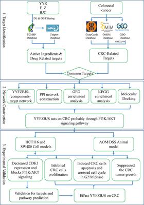 Integrated network pharmacology and experimental verification to investigate the mechanisms of YYFZBJS against colorectal cancer via CDK1/PI3K/Akt signaling